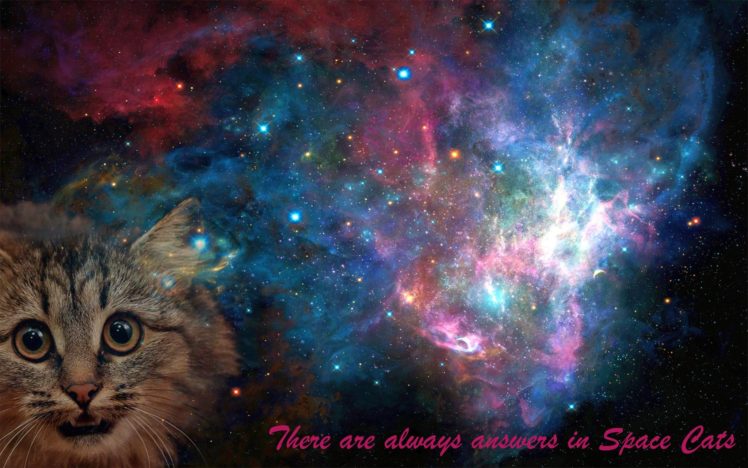 space, Cat, Space cat, Galaxy HD Wallpaper Desktop Background