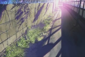 anime, 5 Centimeters Per Second, Makoto Shinkai