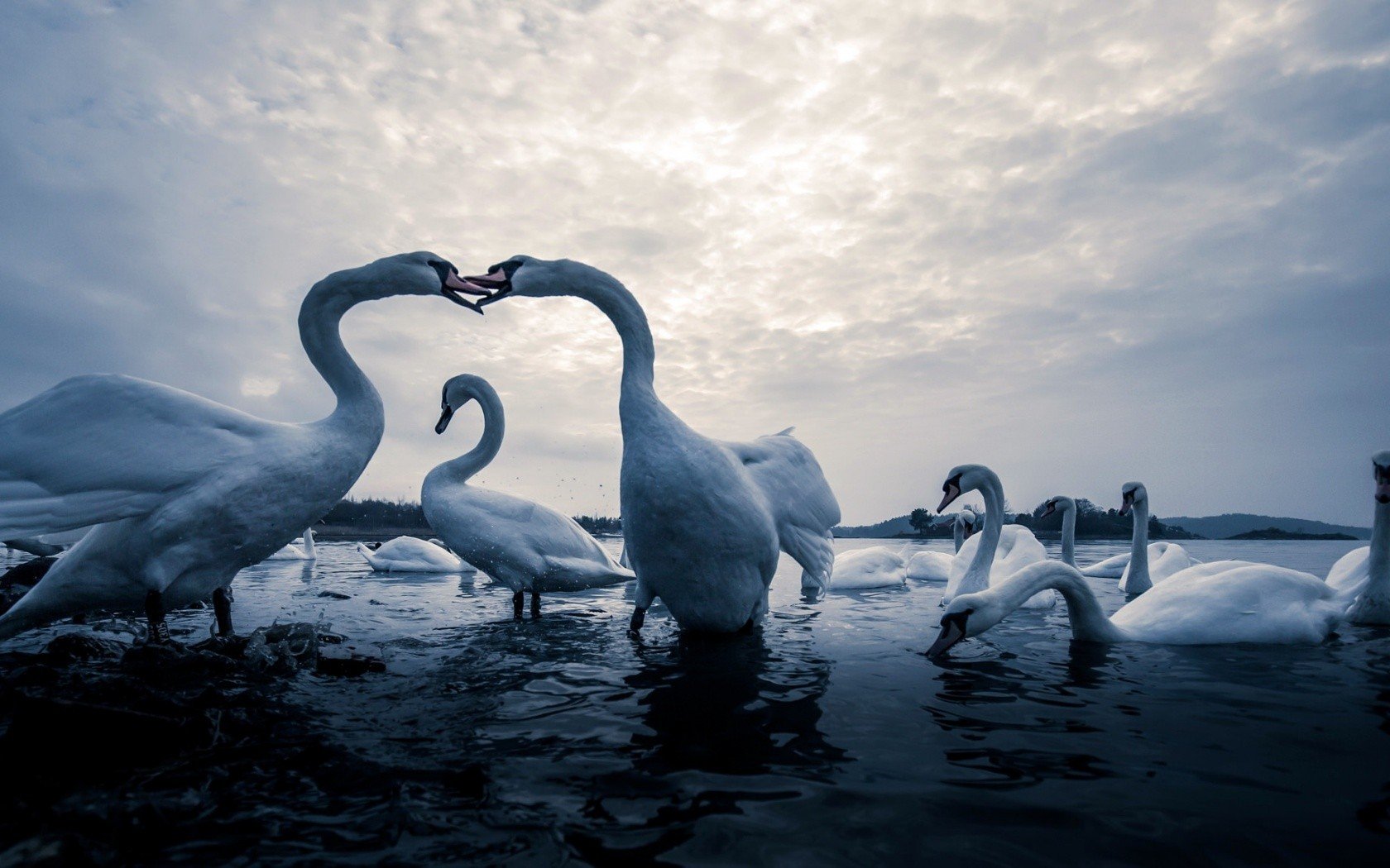 animals, Birds, Swan HD Wallpapers / Desktop and Mobile Images & Photos