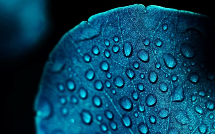 abstract, Blue flowers, Water drops HD Wallpaper Desktop Background
