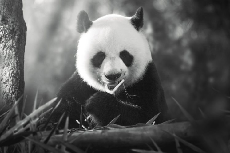 animals, Panda HD Wallpaper Desktop Background