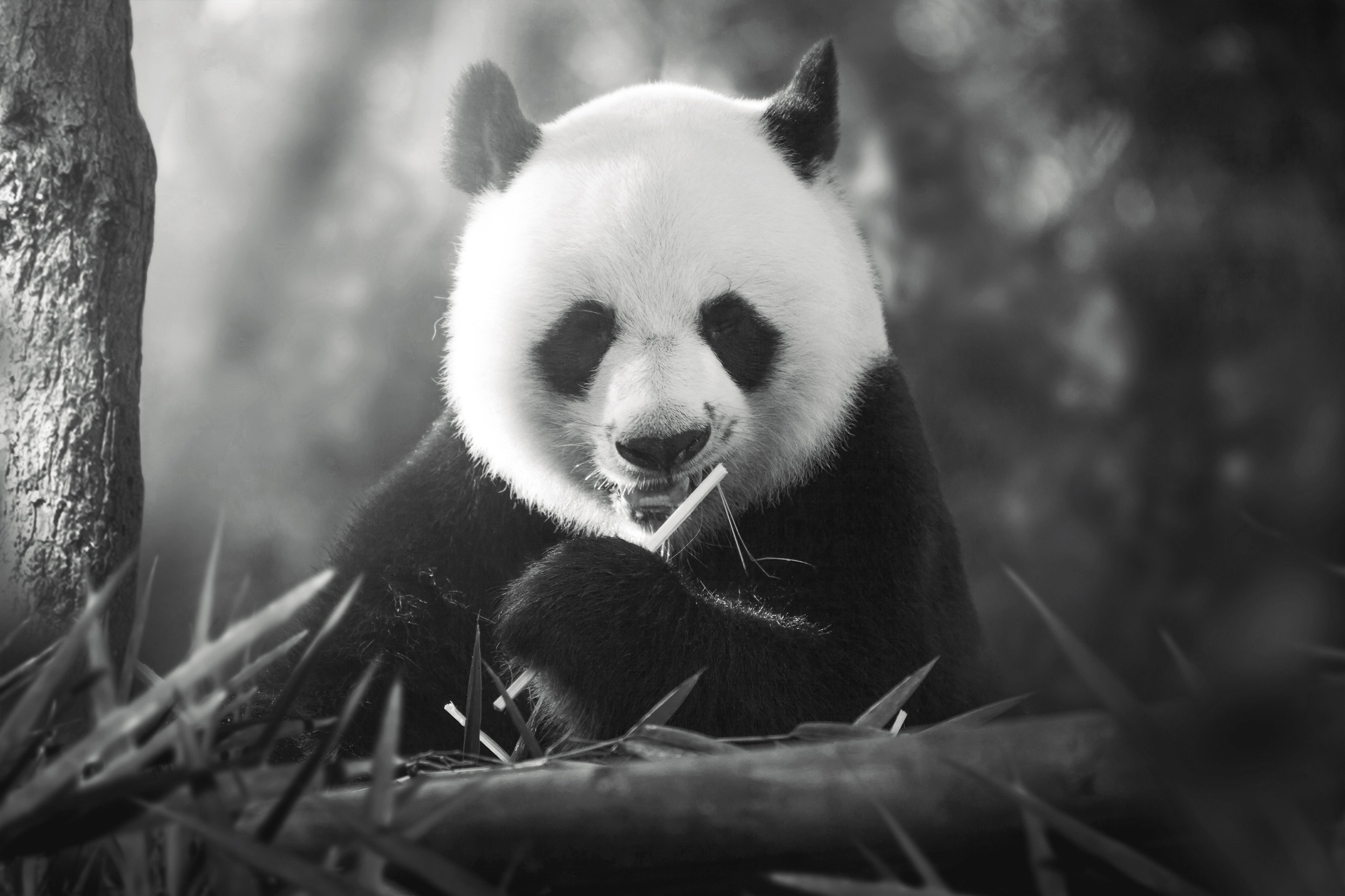 animals, Panda Wallpaper