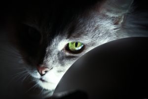 eyes, Green eyes, Cat, Animals