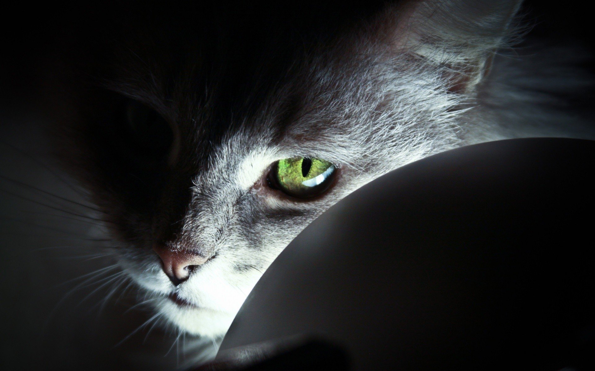 eyes, Green eyes, Cat, Animals Wallpaper