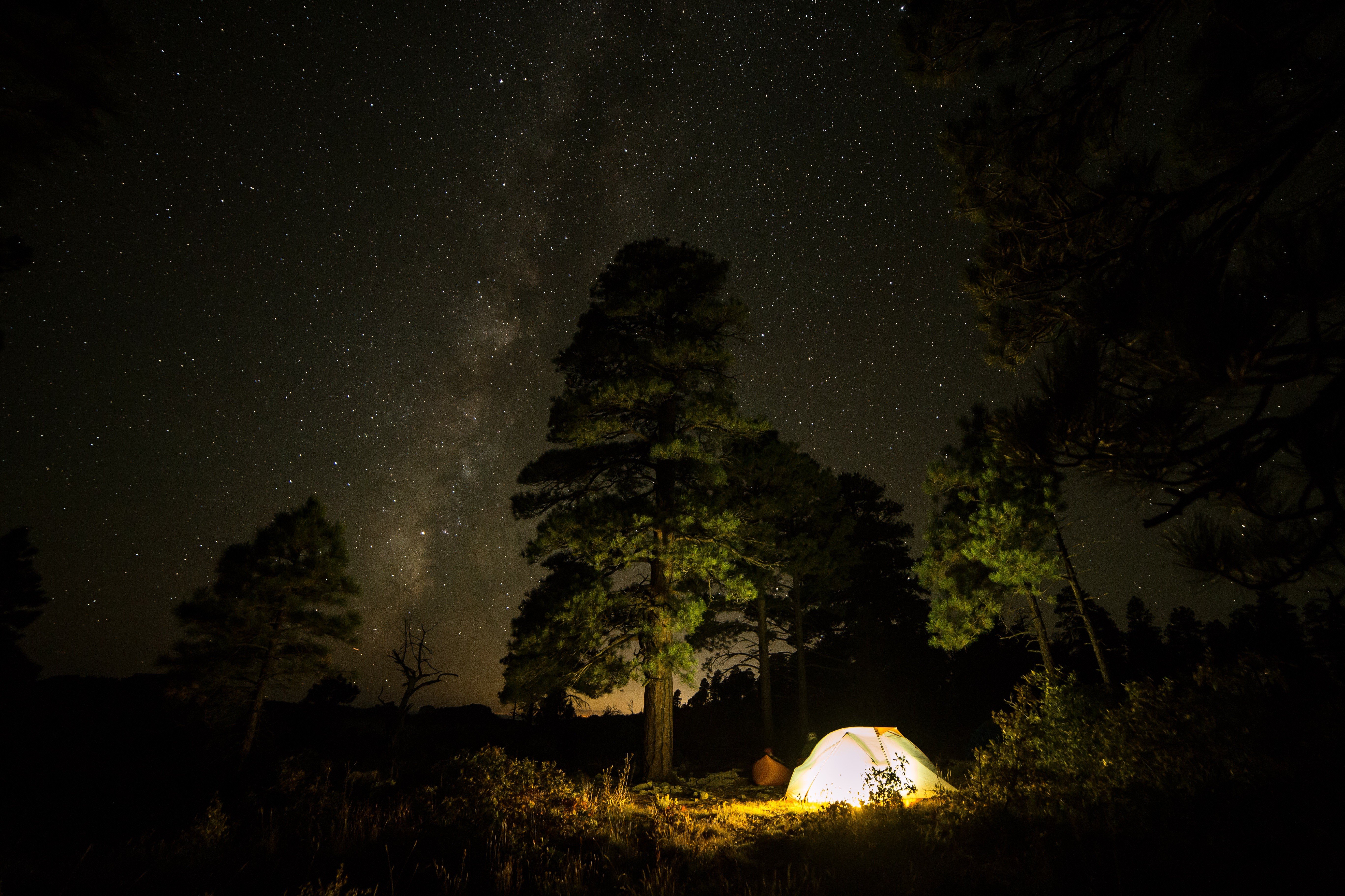 forest, Night, Stars, Night sky, Nature Wallpaper