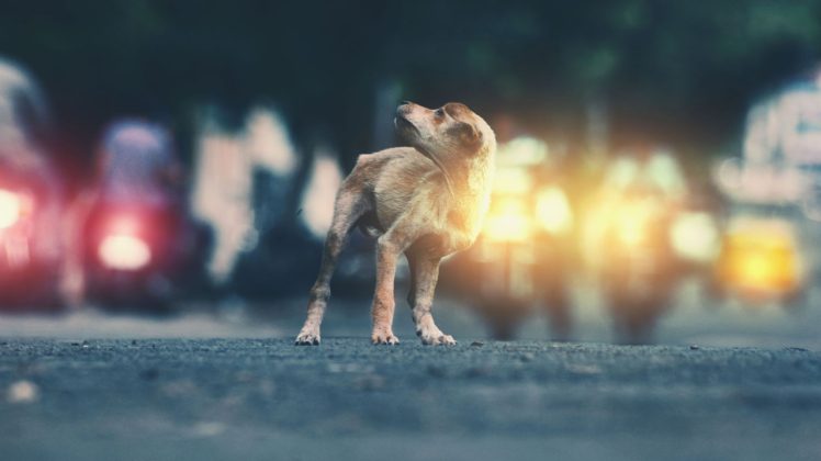 looking away, Dog, Road, Lights HD Wallpaper Desktop Background