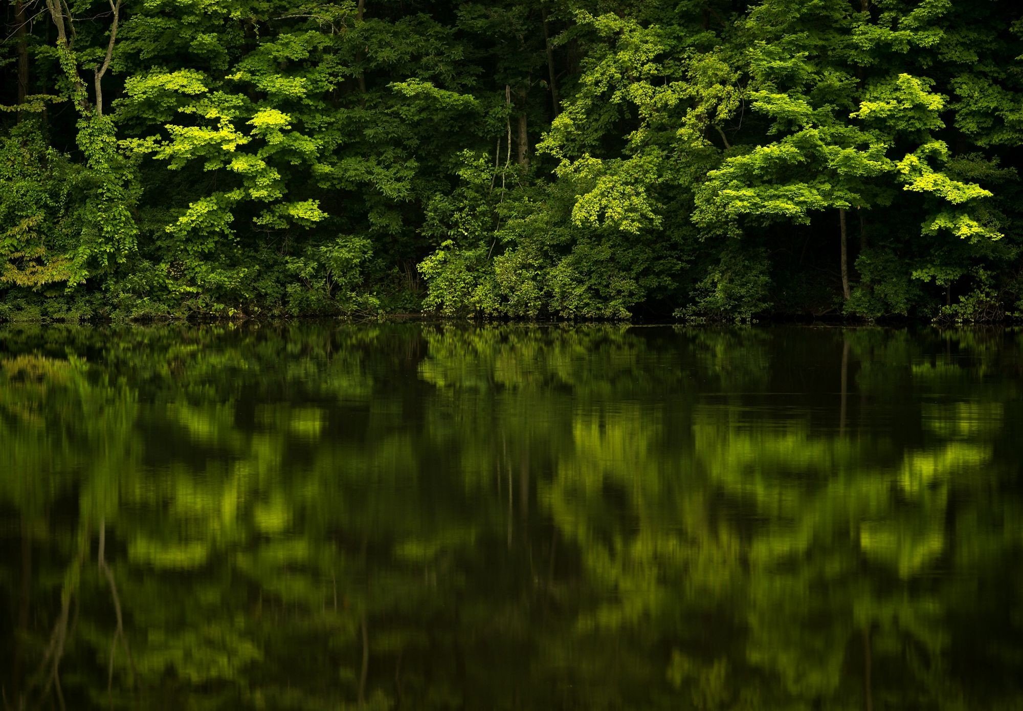 forest, Reflection, River, Plants, Landscape Wallpaper