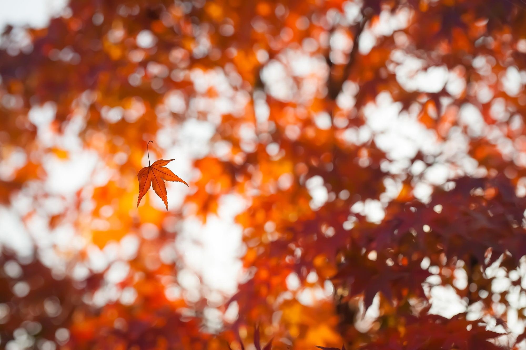 bokeh, Leaves, Depth of field, Fall Wallpaper