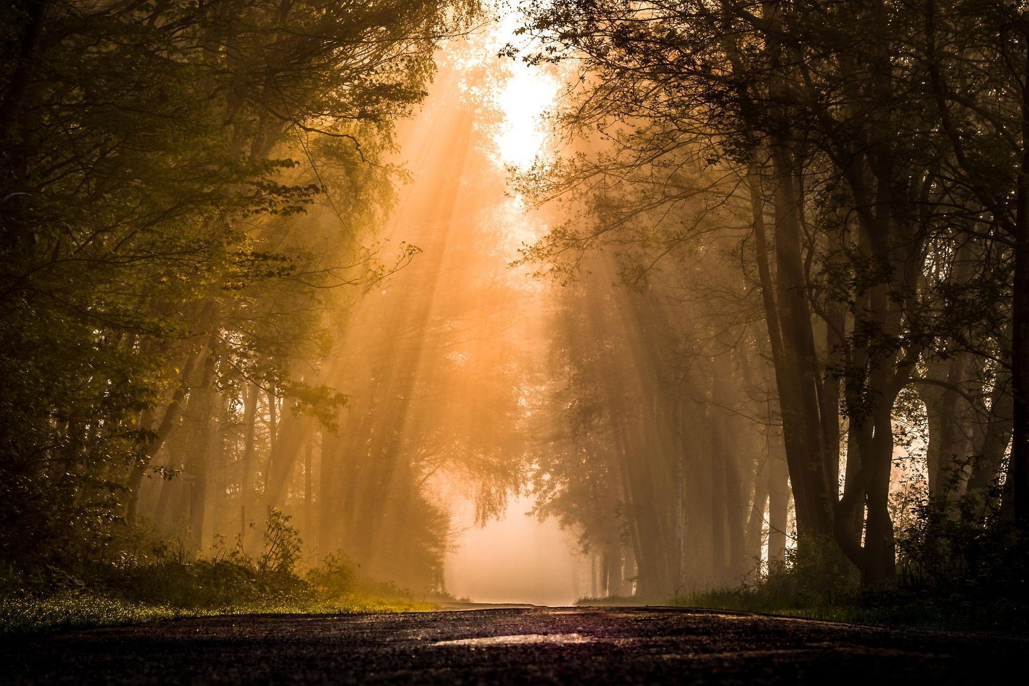road, Forest, Plants, Sun rays, Mist, Nature, Trees Wallpaper