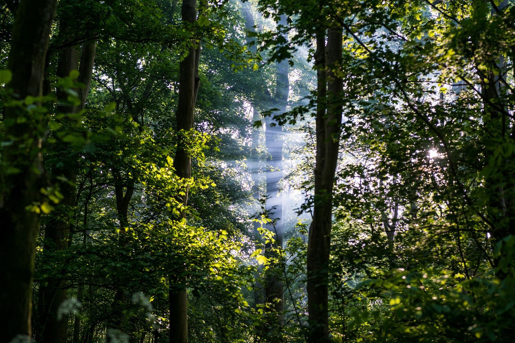 forest, Leaves, Sun rays, Trees, Nature Wallpaper