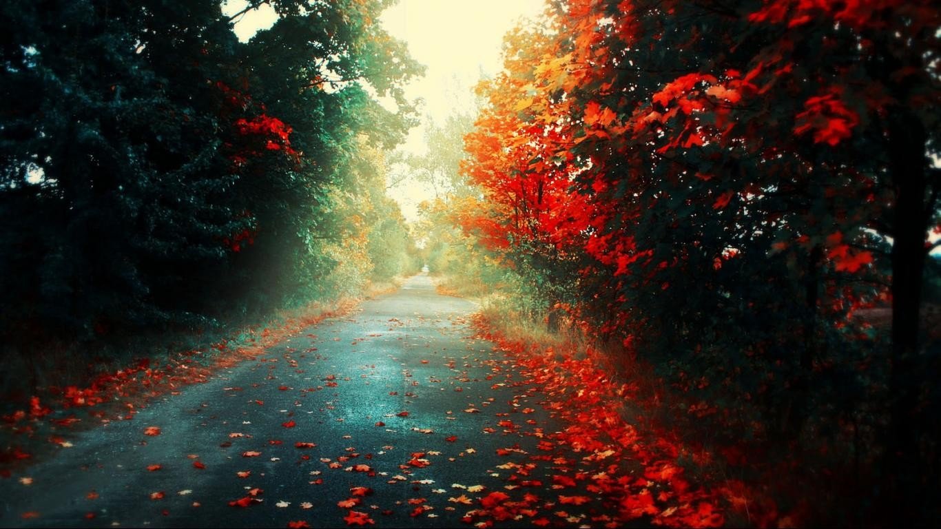 road, Fall, Fallen leaves, Trees Wallpaper
