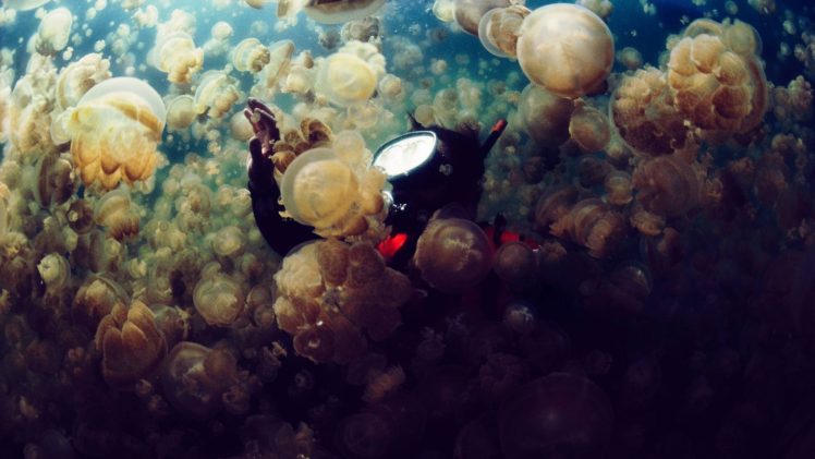 jellyfish, Underwater, Photography HD Wallpaper Desktop Background