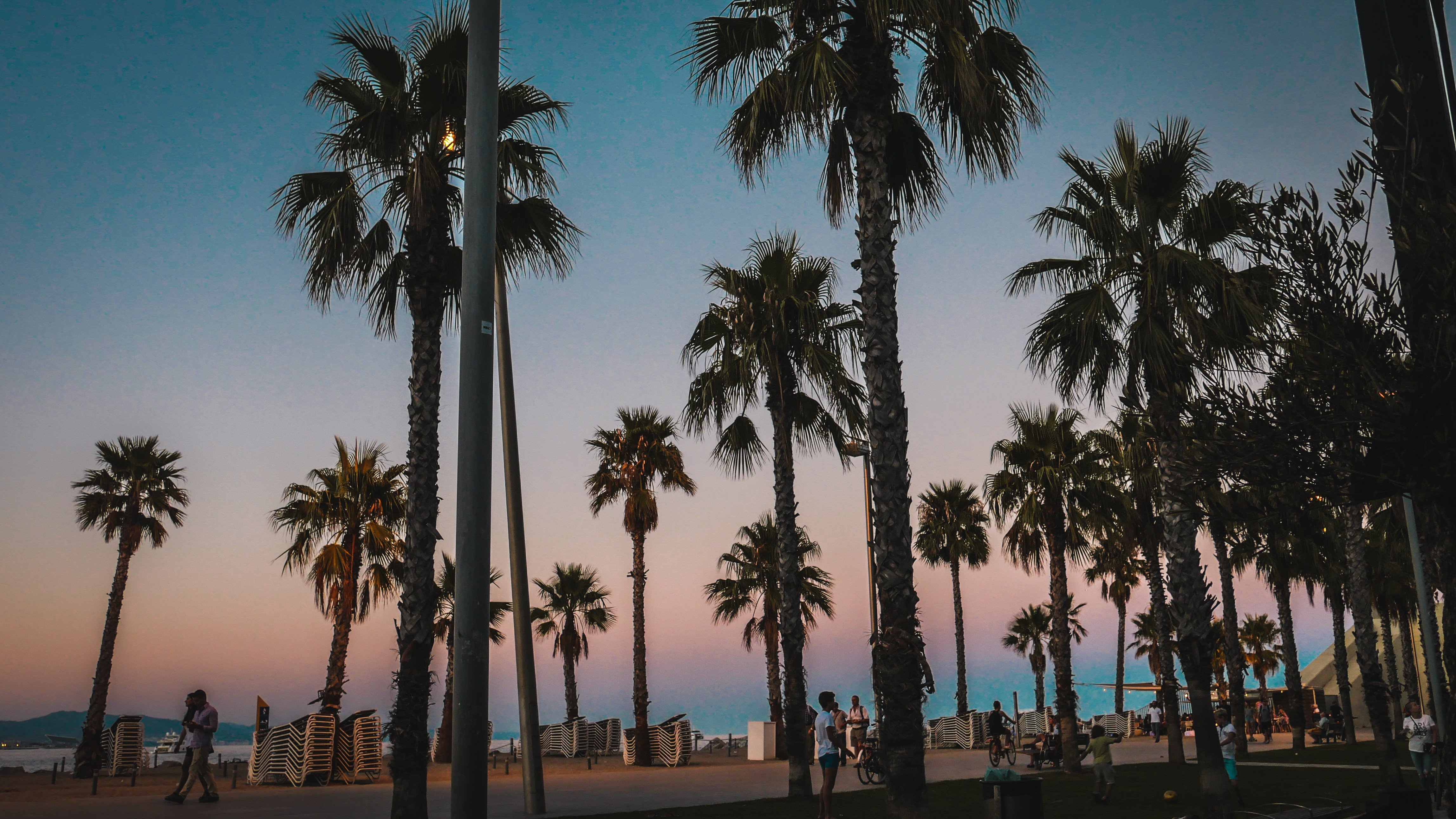 Barcelona, Sunset, Palm trees Wallpaper