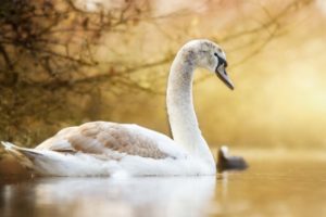 birds, Swan, Animals