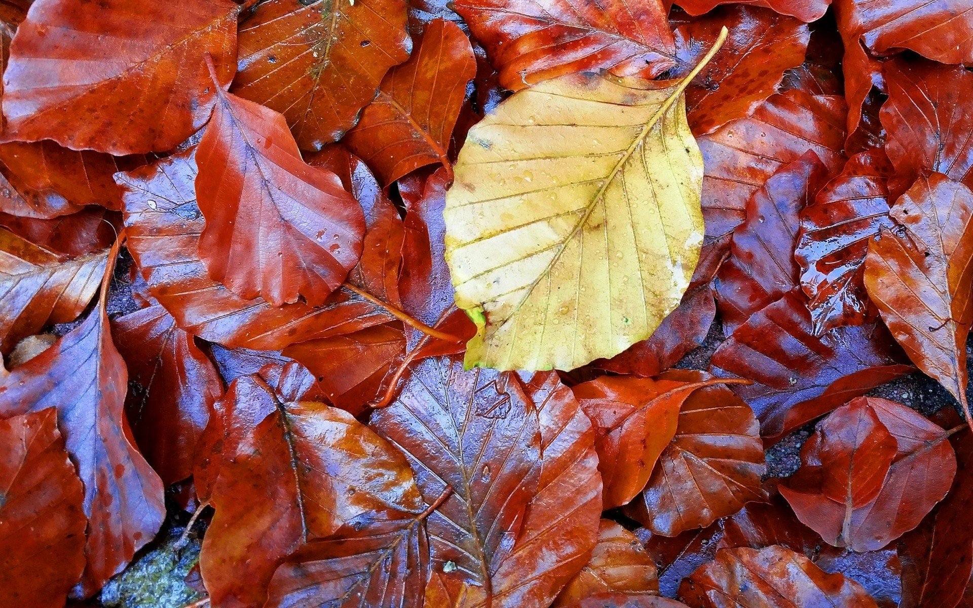 leaves, Fall Wallpaper