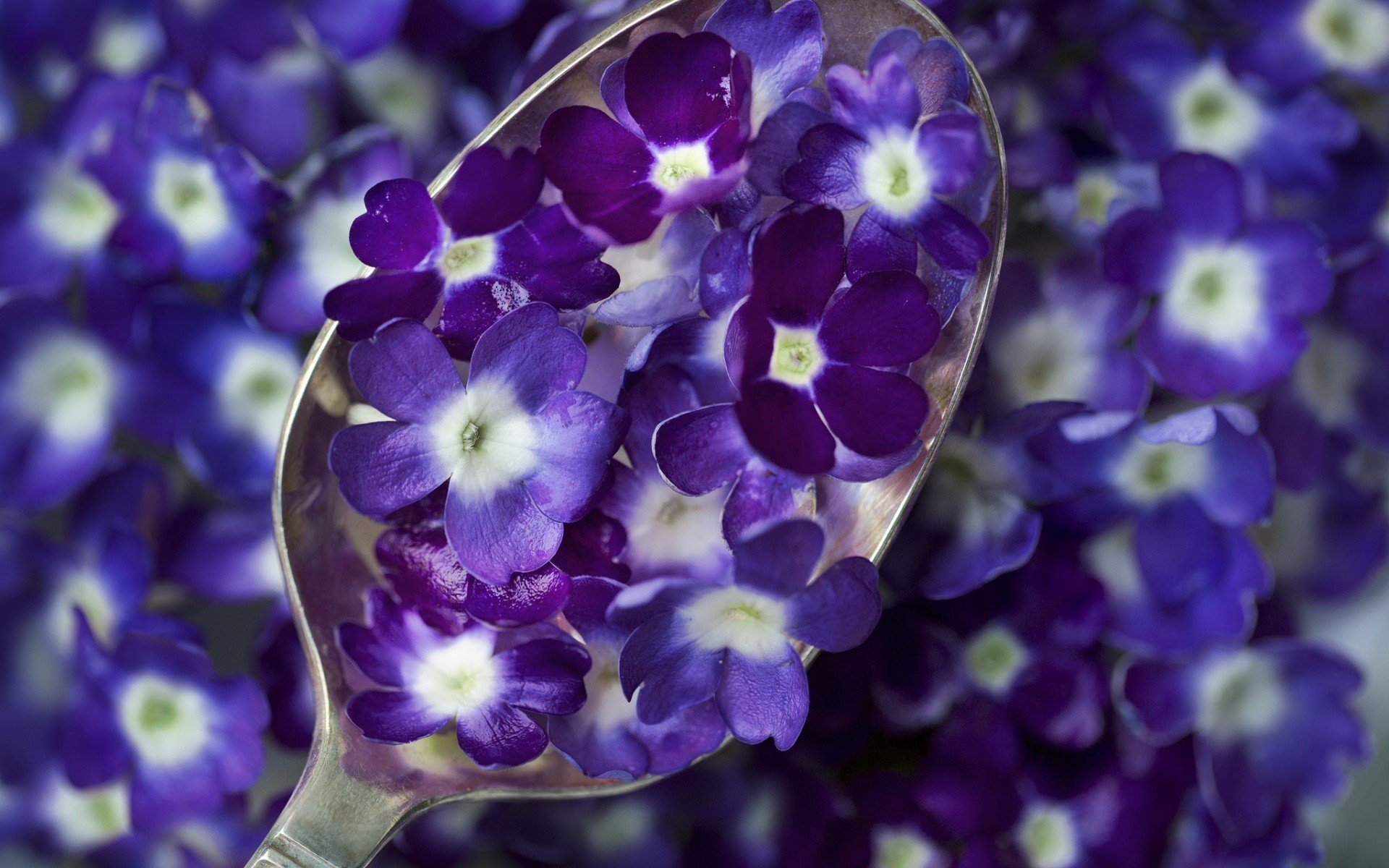 spoons, Flowers, Purple flowers, Macro Wallpaper