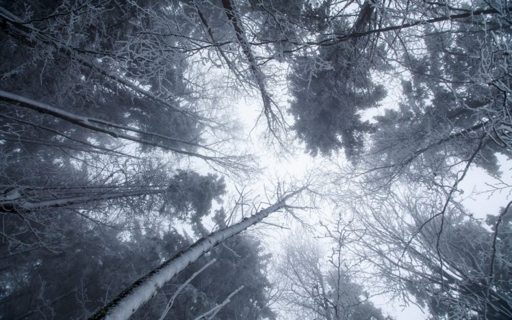 trees, Winter, Ice, Snow, Cold, Nature, Worm&039;s eye view HD Wallpaper Desktop Background