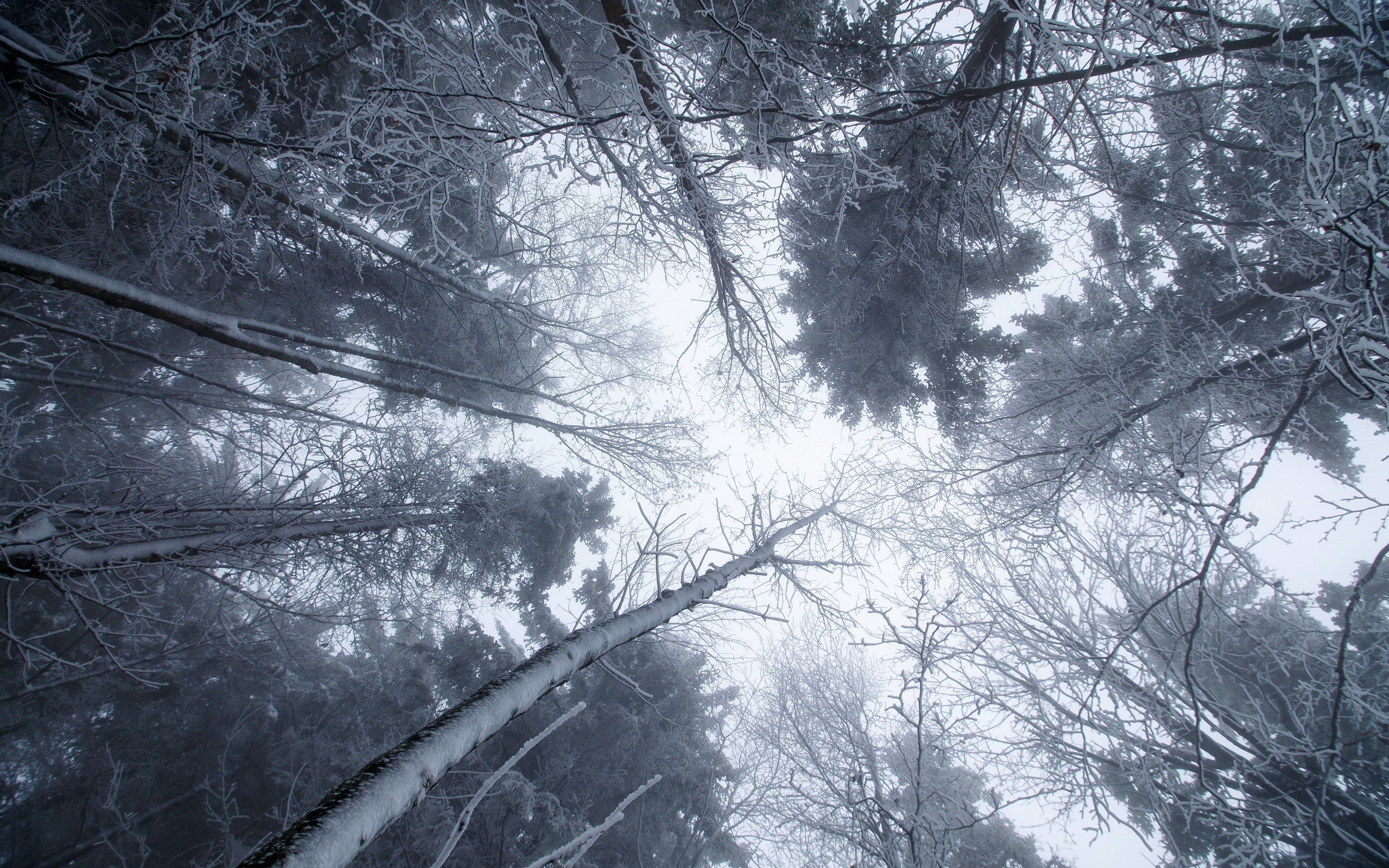 trees, Winter, Ice, Snow, Cold, Nature, Worm&039;s eye view Wallpaper