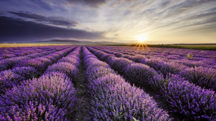 Khám phá mùi thơm dịu nhẹ của hoa oải hương trong hình ảnh đầy sắc màu. Cùng chiêm ngưỡng đồi hoa tím tịnh điểm cho mảnh đất trồng này ở vùng Provence, Pháp. Một khoảnh khắc tuyệt vời để thư giãn và thưởng thức những thắng cảnh tuyệt đẹp.