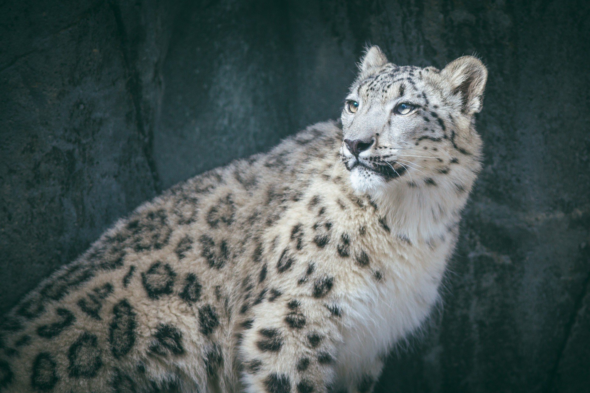 big cats, Animals, Snow leopards Wallpaper