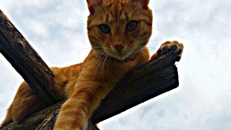 cat, Wildlife, Pet, Sky HD Wallpaper Desktop Background
