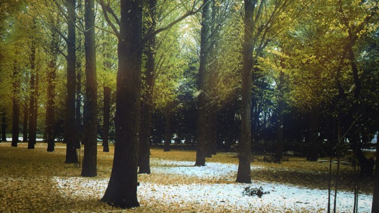 fall, Winter, Trees, Snow, Nature HD Wallpaper Desktop Background