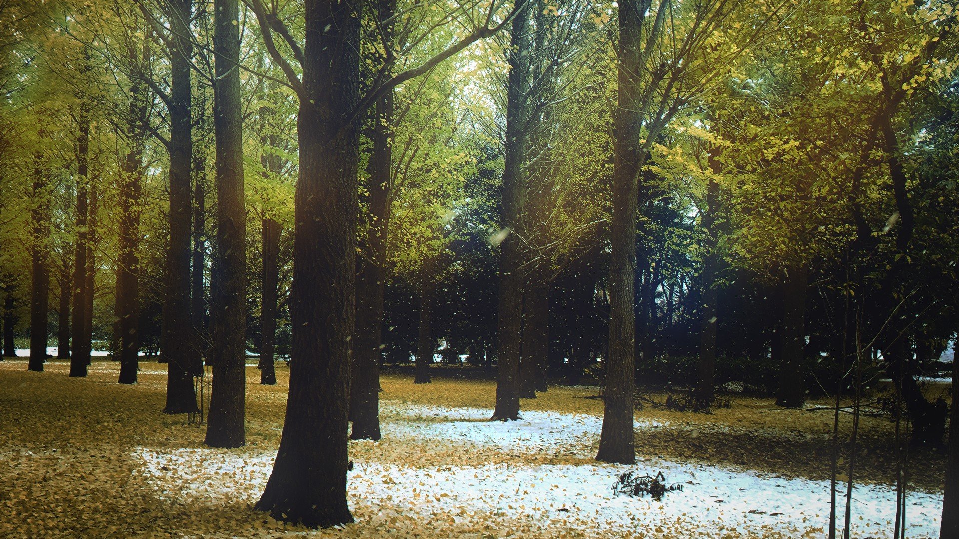 fall, Winter, Trees, Snow, Nature Wallpaper