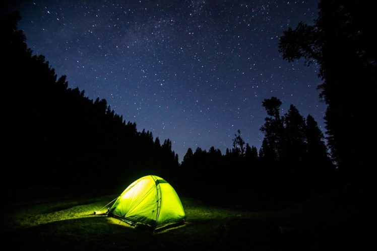 night sky, Forest, Trees, Lights HD Wallpaper Desktop Background