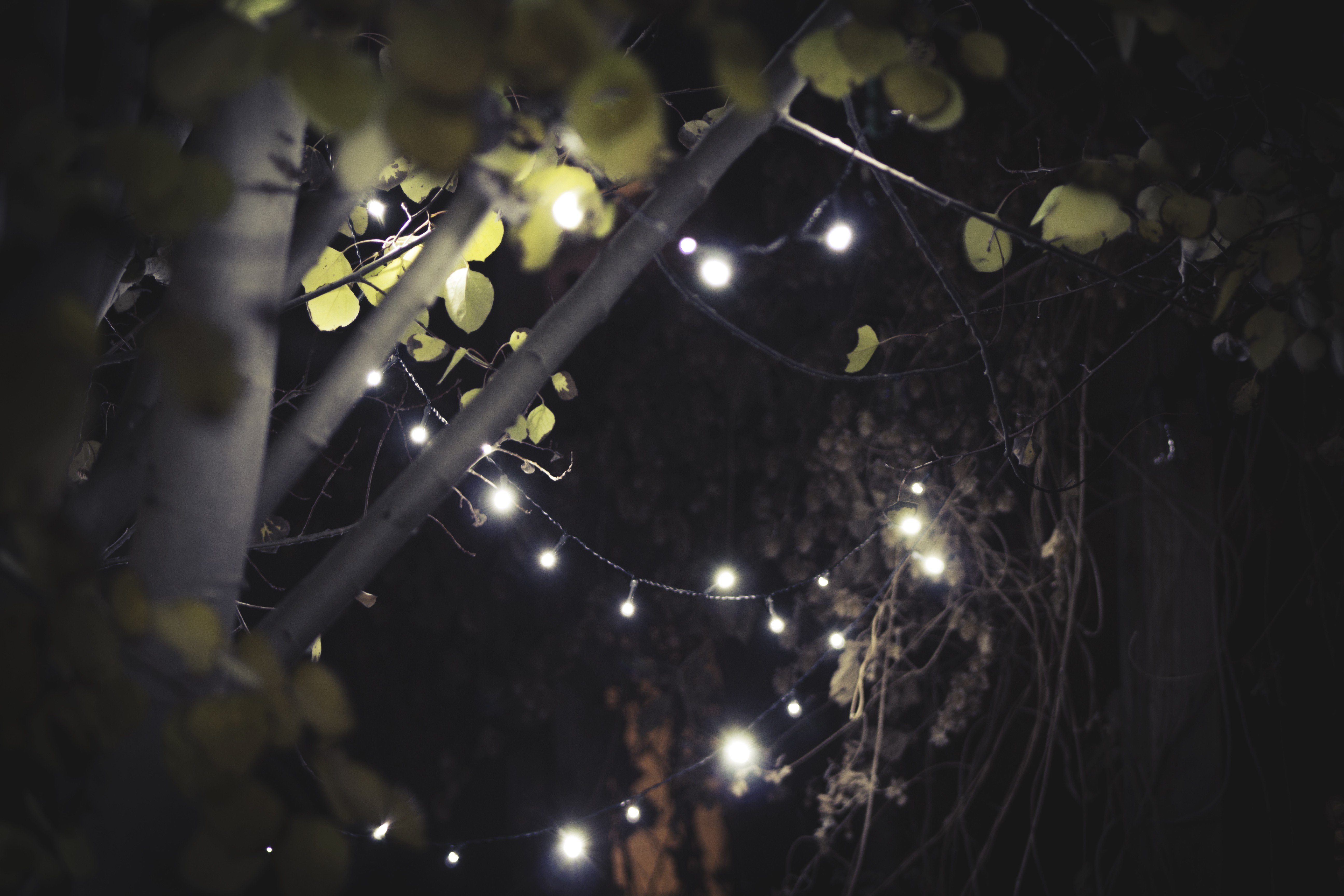 leaves, Garden, Aspen, Christmas lights, Lights, Fall, November Wallpaper