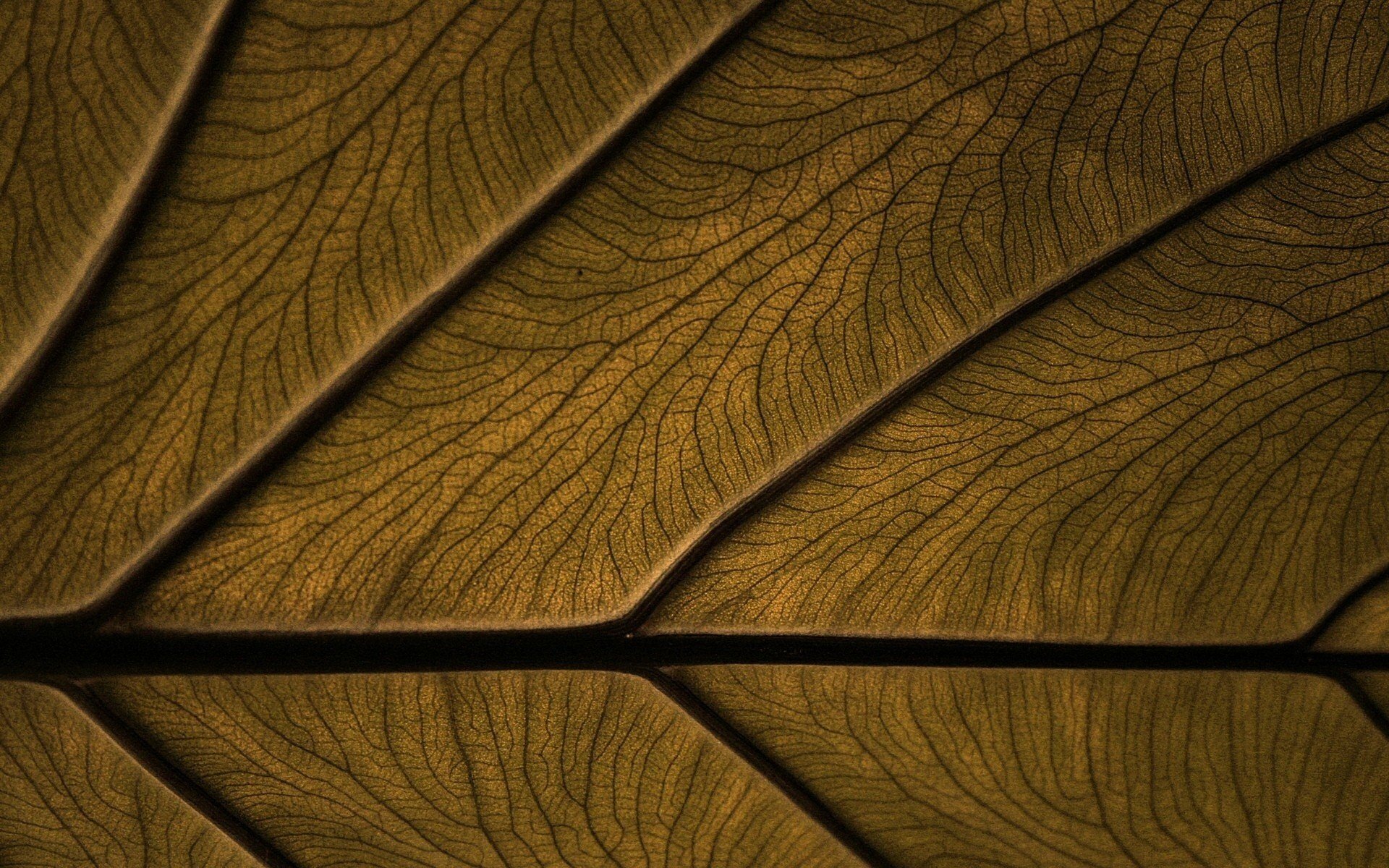 texture, Wood, Wooden surface Wallpaper