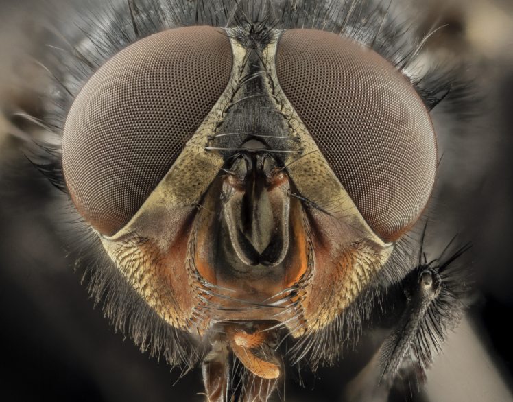 insect, Macro, Closeup, Bees HD Wallpaper Desktop Background