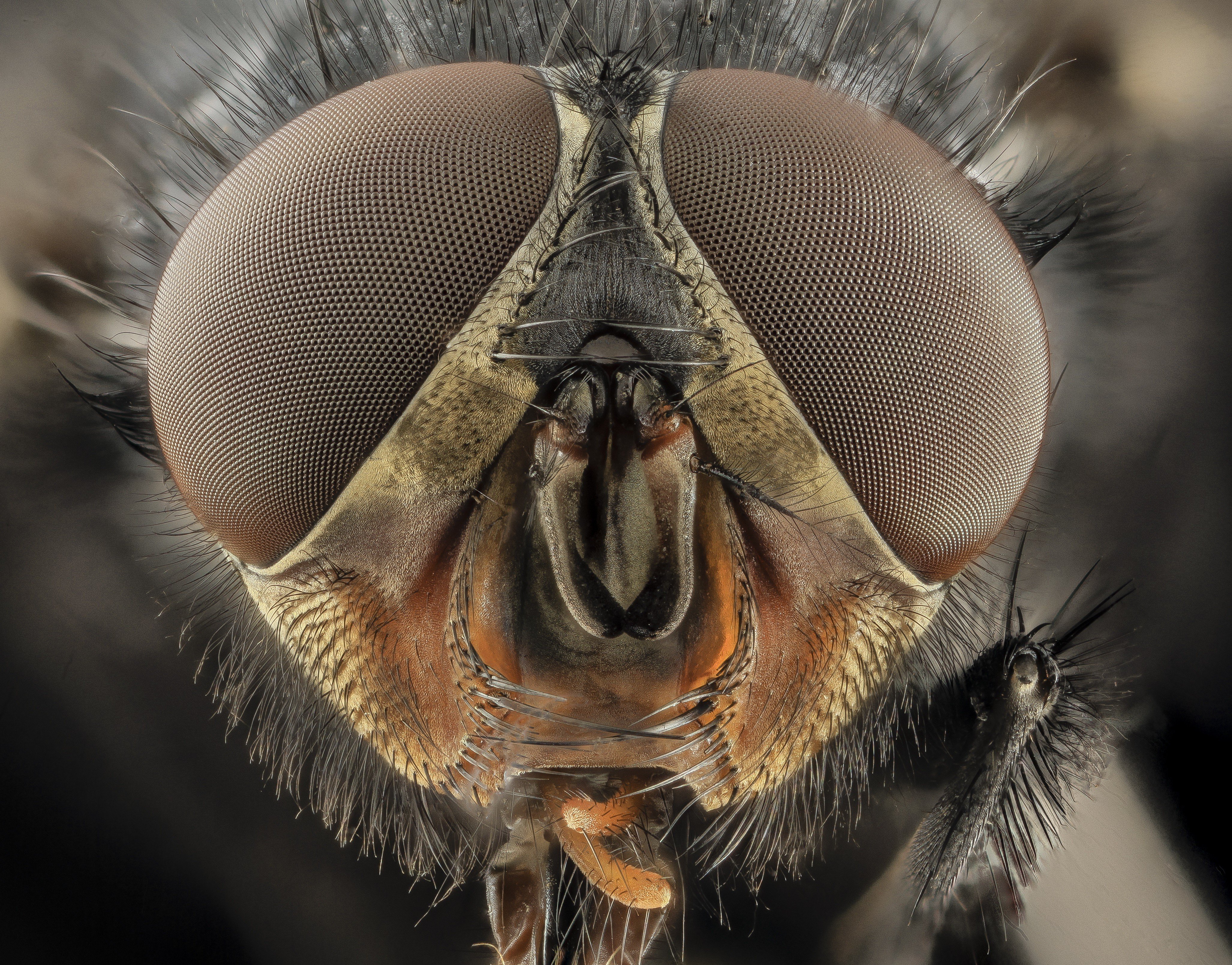insect, Macro, Closeup, Bees Wallpaper
