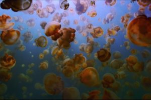 The Last Reef, Landscape, Jellyfish