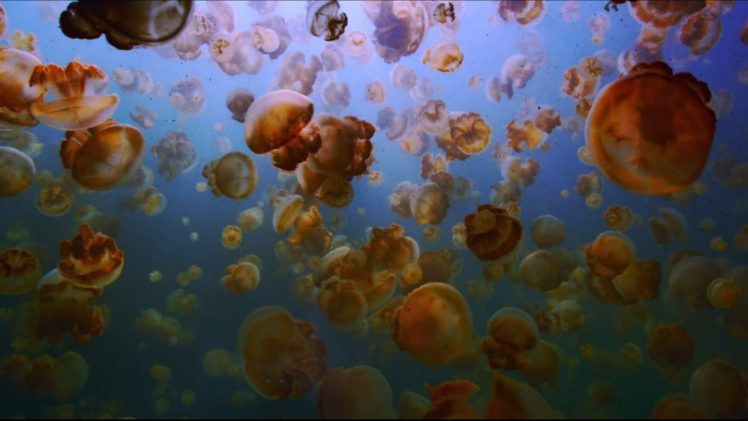 The Last Reef, Landscape, Jellyfish HD Wallpaper Desktop Background