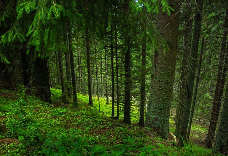 forest, Landscape, Grass, Photography HD Wallpaper Desktop Background