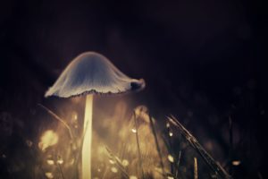mushroom, Glowing