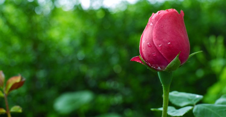 rose, Plants, Garden, Water drops HD Wallpaper Desktop Background