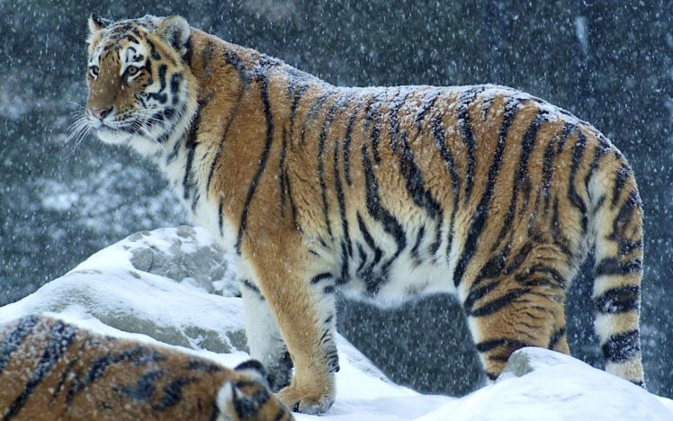 Bengal tigers, Snow, Wildlife, Mountains HD Wallpaper Desktop Background