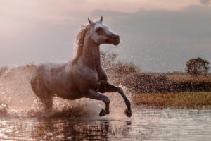 nature, Animals, Horse