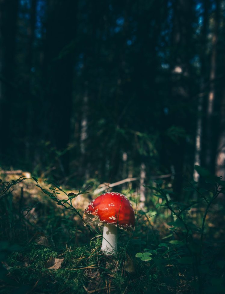 nature, Mushroom HD Wallpaper Desktop Background