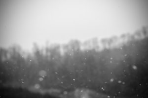 snow, Snowdrops, Monochrome