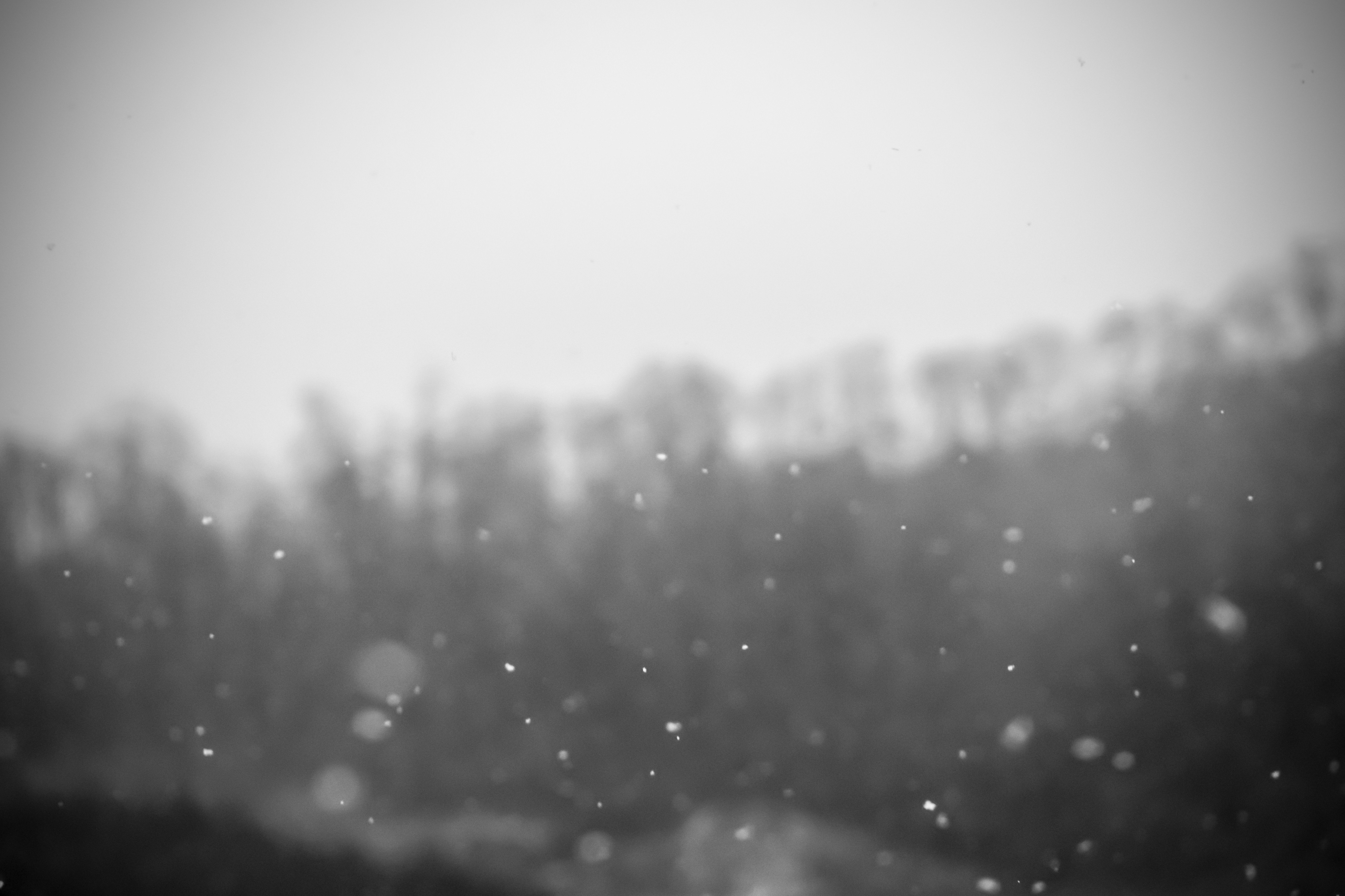 snow, Snowdrops, Monochrome Wallpaper