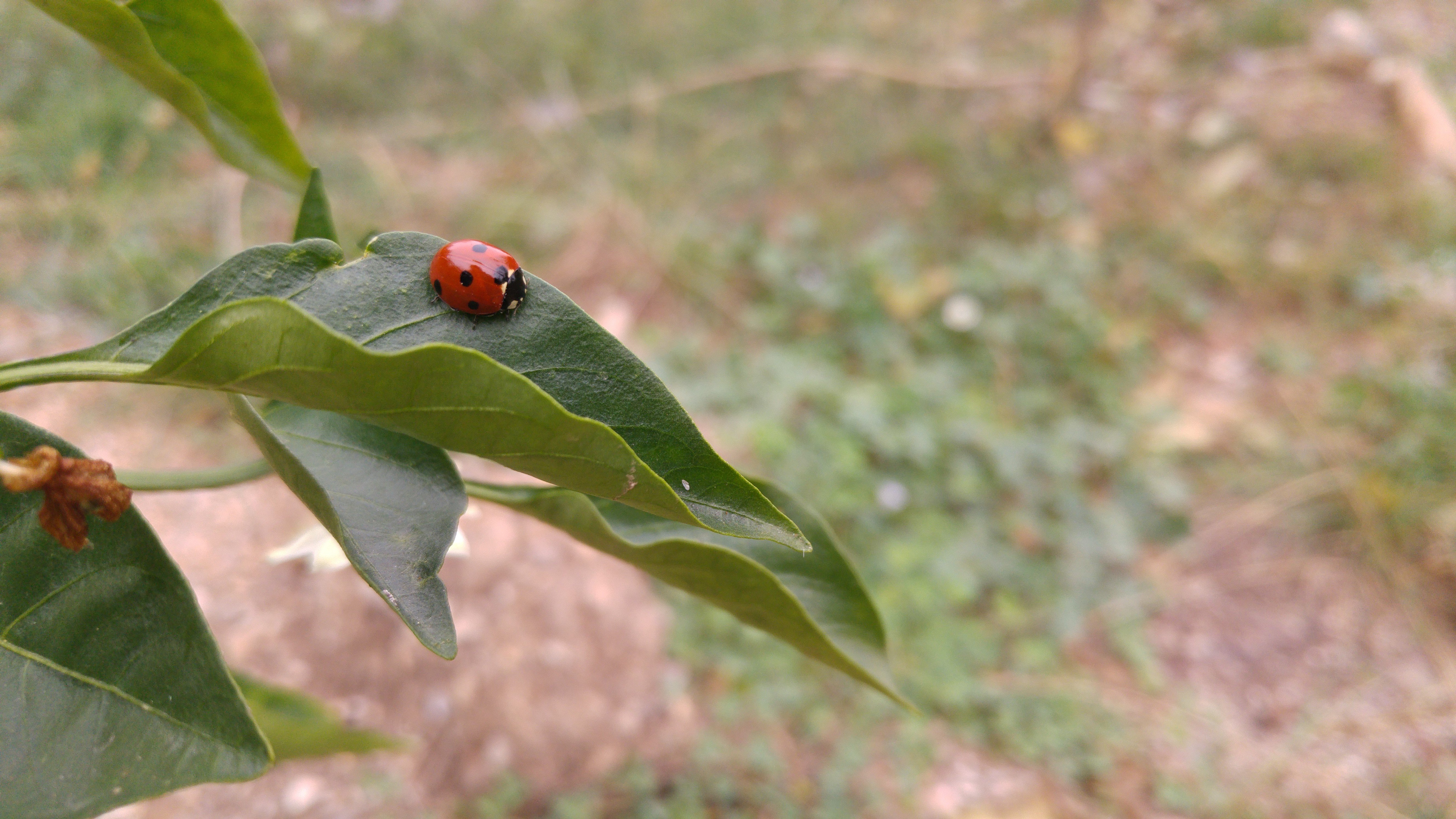 ladybugs, Leaves, Plants, Landscape Wallpaper