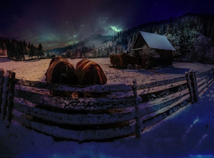 stars, Cow, Night, Winter, Snow HD Wallpaper Desktop Background
