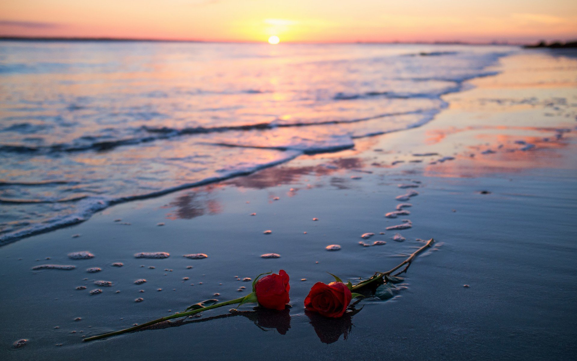 flowers, Rose, Sunlight, Beach Wallpaper