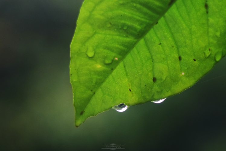 landscape, Nature, Water drops HD Wallpaper Desktop Background