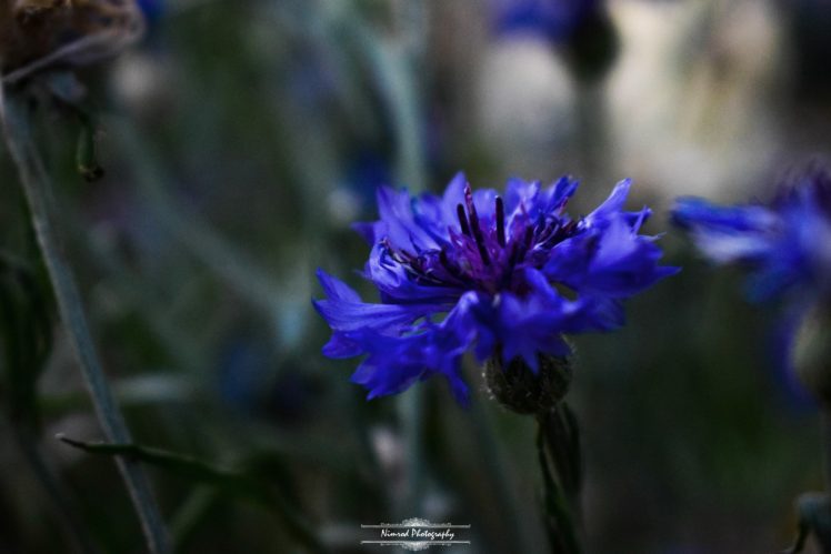 nature, Blue flowers, Outdoors HD Wallpaper Desktop Background