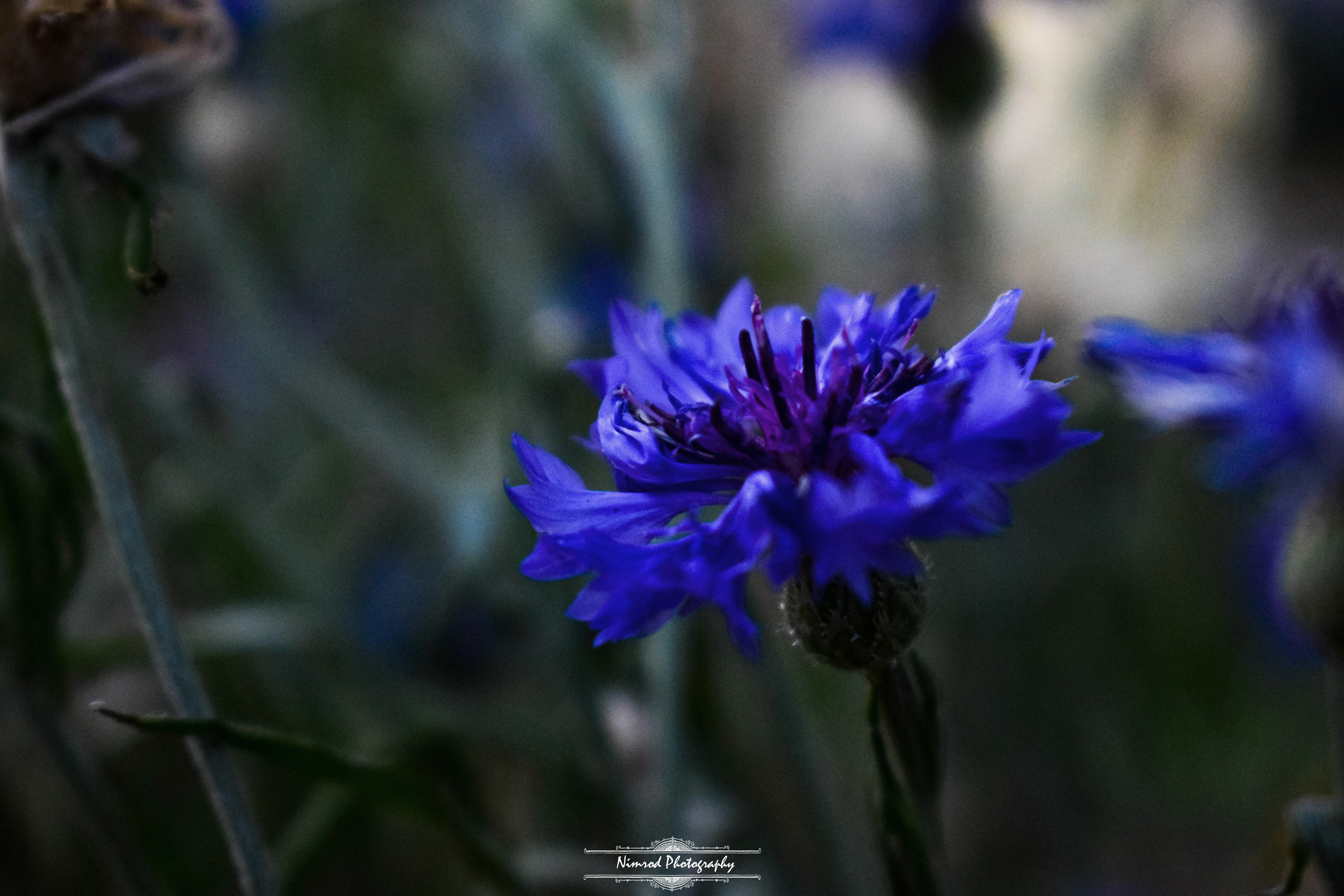 nature, Blue flowers, Outdoors Wallpaper