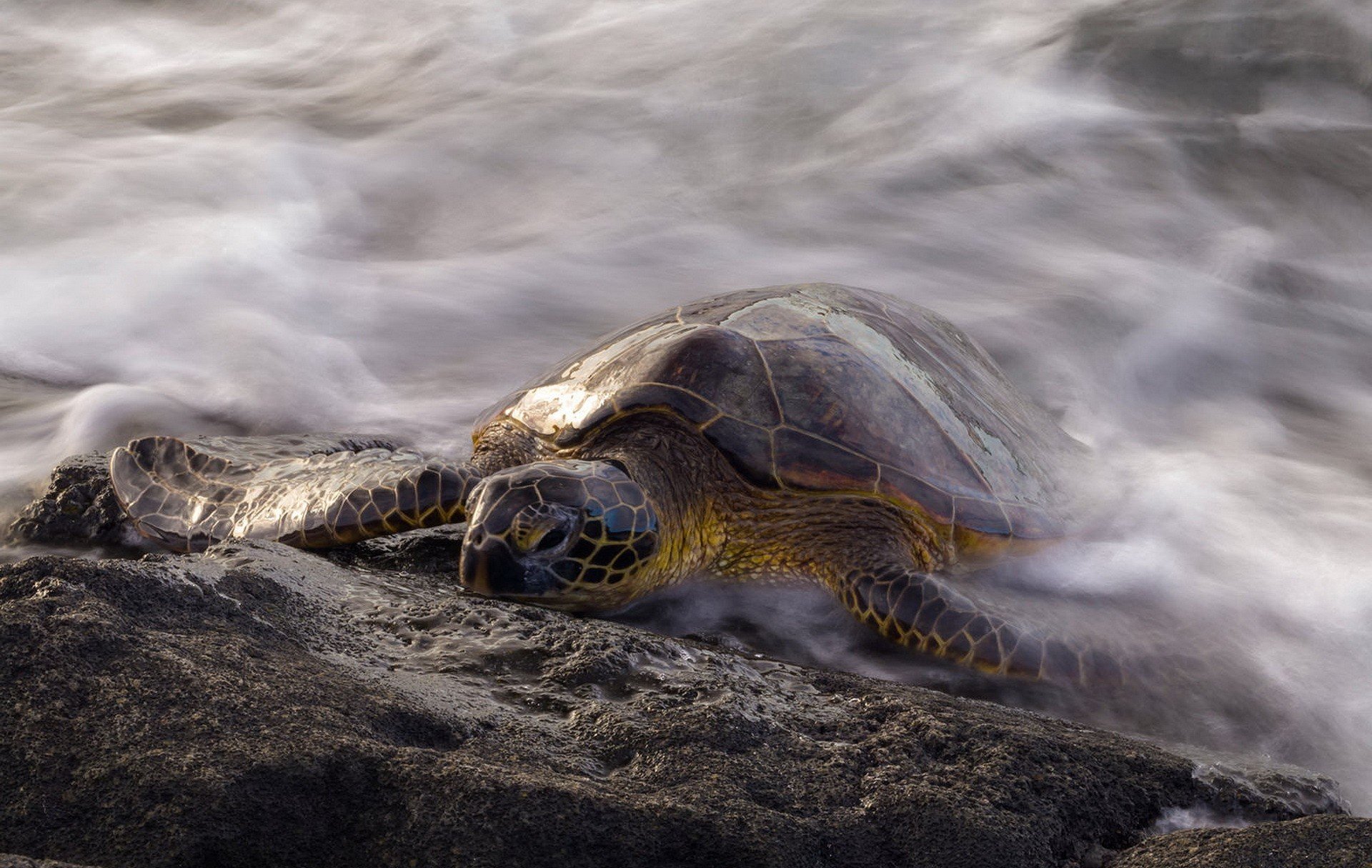 animals, Turtle, Reptiles, Long exposure, Water Wallpaper
