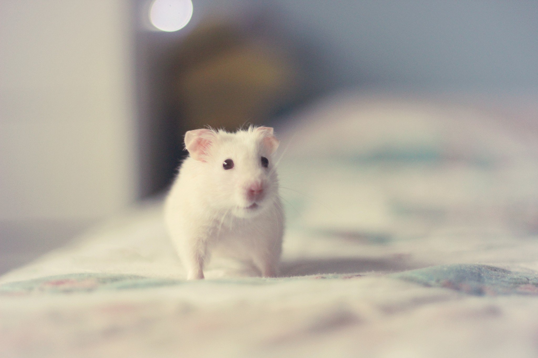 Funny Hamster Wallpapers  Wallpaper Cave
